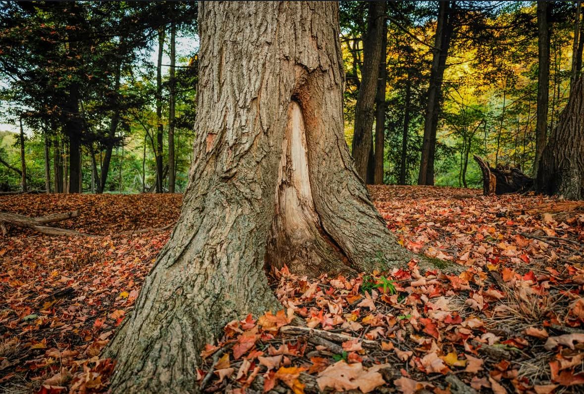 Durham College Creative Vision